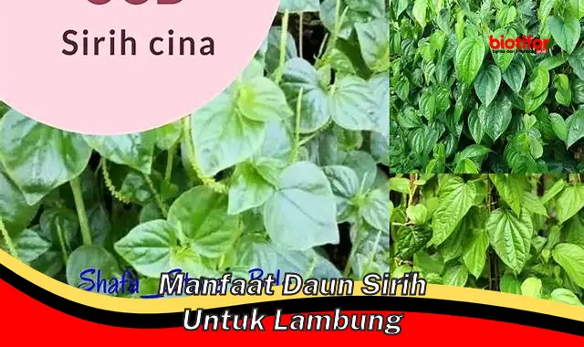 manfaat daun sirih untuk lambung