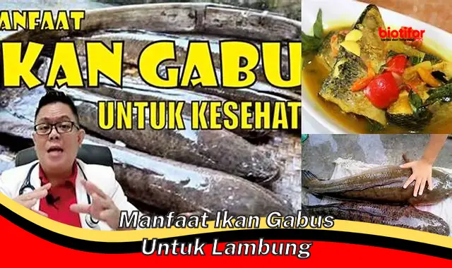 manfaat ikan gabus untuk lambung