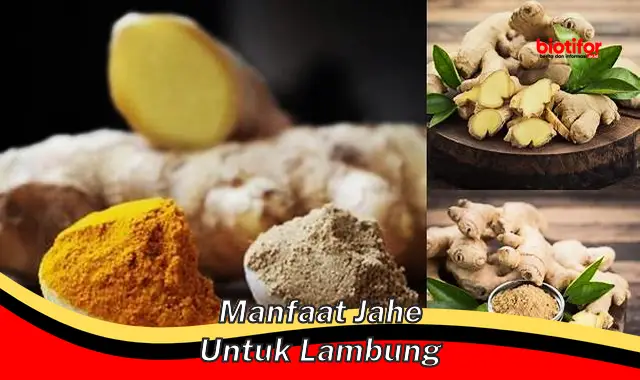 manfaat jahe untuk lambung