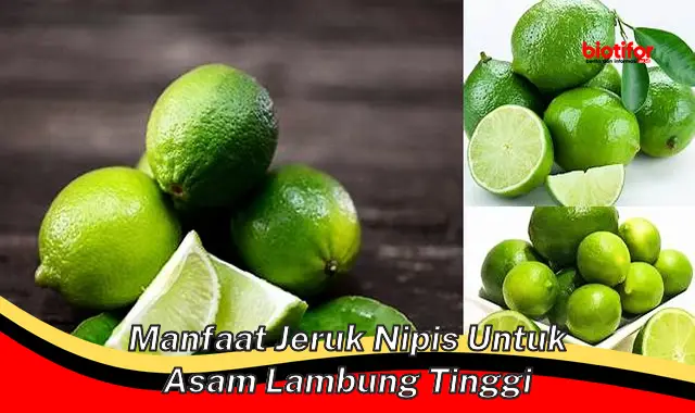 manfaat jeruk nipis untuk asam lambung tinggi