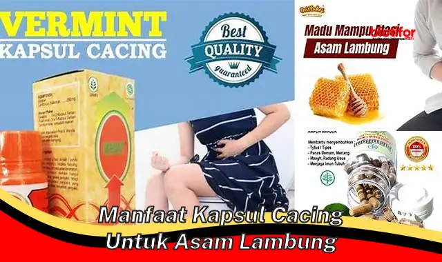 manfaat kapsul cacing untuk asam lambung