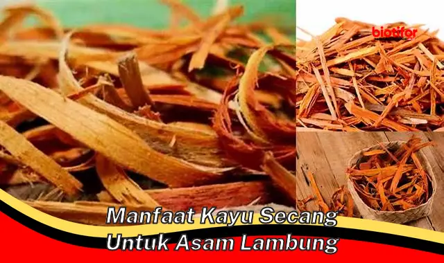 manfaat kayu secang untuk asam lambung