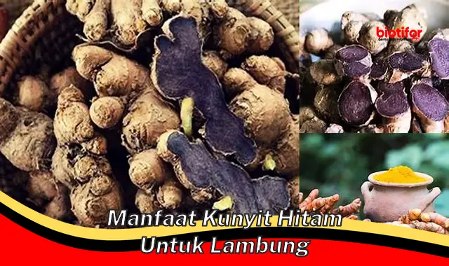 manfaat kunyit hitam untuk lambung