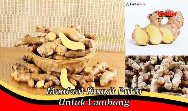 Temukan Manfaat Kunyit Putih untuk Lambung, Penemuan Mengejutkan!