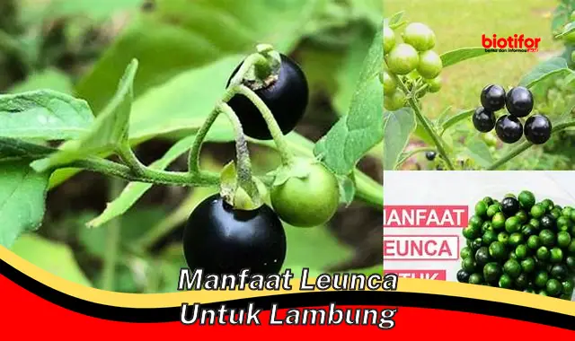 manfaat leunca untuk lambung