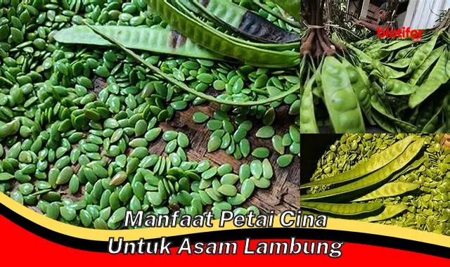 manfaat petai cina untuk asam lambung