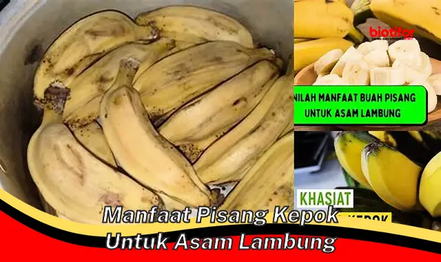 manfaat pisang kepok untuk asam lambung