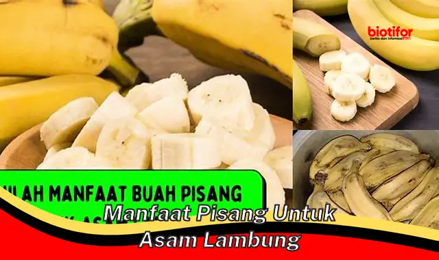 Temukan Manfaat Pisang Untuk Asam Lambung Yang Jarang Diketahui Biotifor