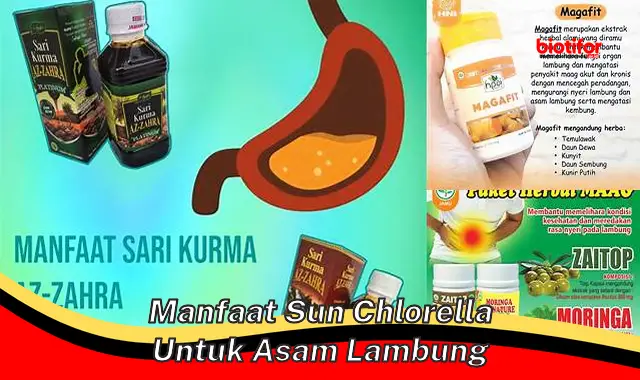 manfaat sun chlorella untuk asam lambung