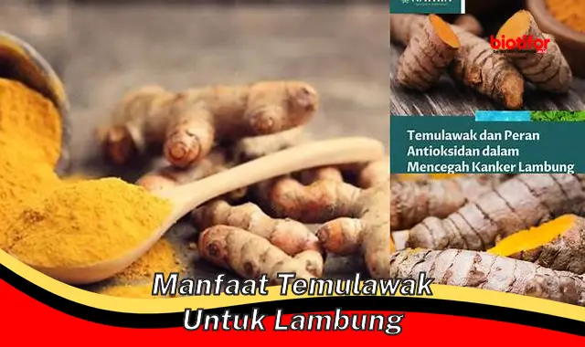 manfaat temulawak untuk lambung