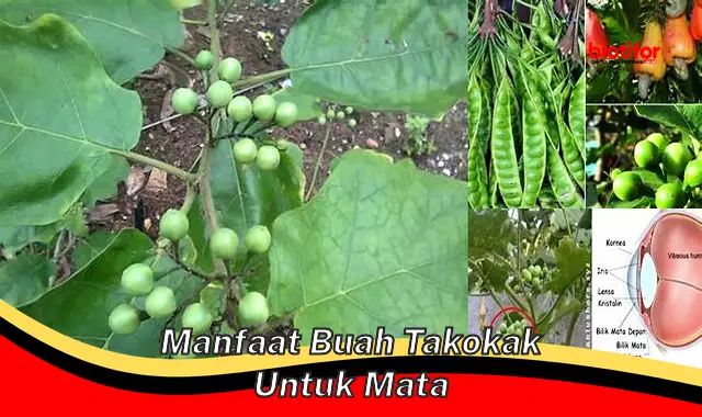 manfaat buah takokak untuk mata