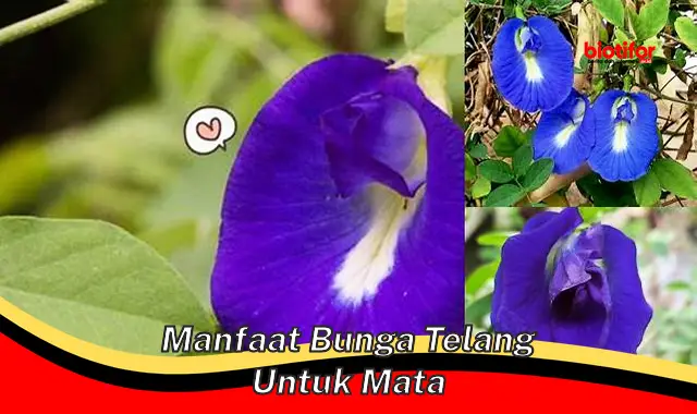 manfaat bunga telang untuk mata