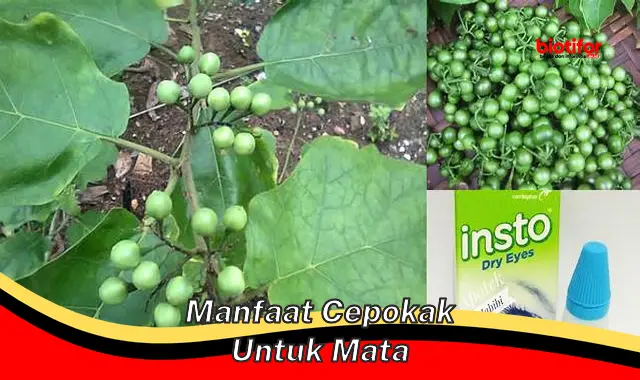 manfaat cepokak untuk mata