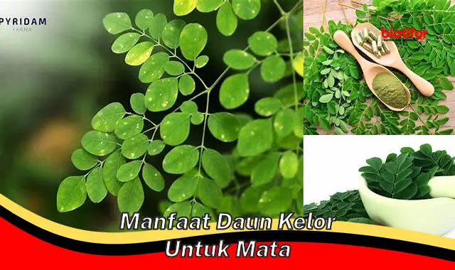 manfaat daun kelor untuk mata