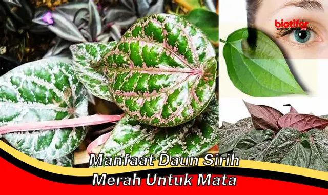 manfaat daun sirih merah untuk mata