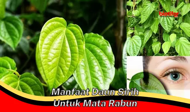 manfaat daun sirih untuk mata rabun