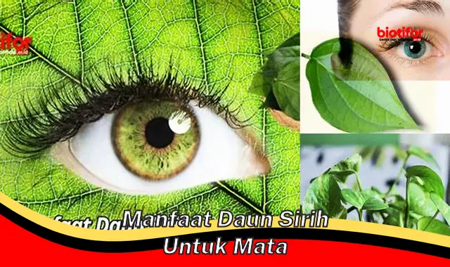 manfaat daun sirih untuk mata