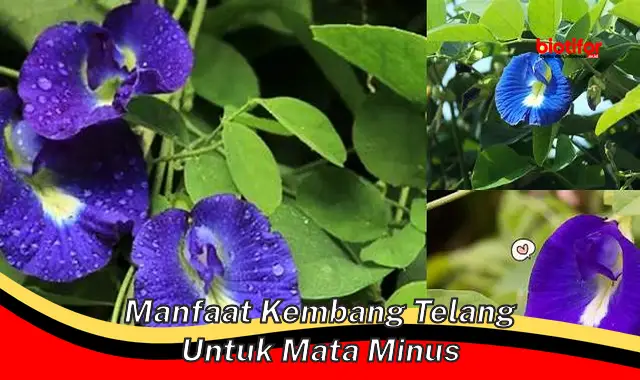 manfaat kembang telang untuk mata minus