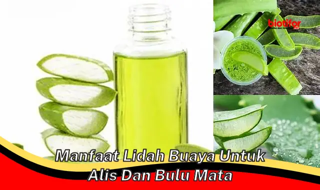 Temukan Manfaat Lidah Buaya untuk Alis dan Bulu Mata yang Jarang Diketahui