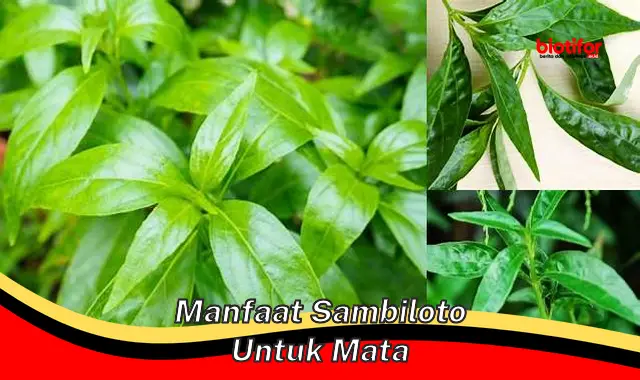 manfaat sambiloto untuk mata