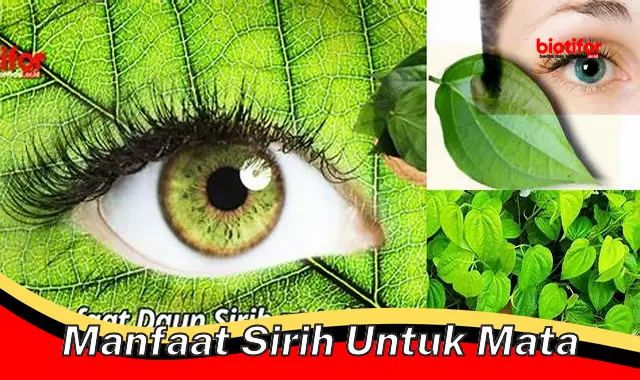 Temukan Manfaat Sirih Untuk Mata Yang Jarang Diketahui Biotifor