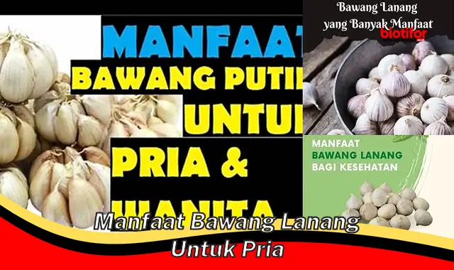 manfaat bawang lanang untuk pria