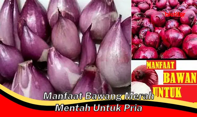 manfaat bawang merah mentah untuk pria