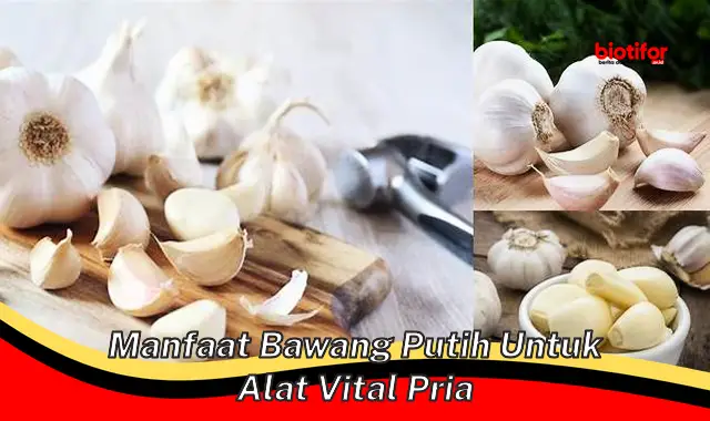 manfaat bawang putih untuk alat vital pria