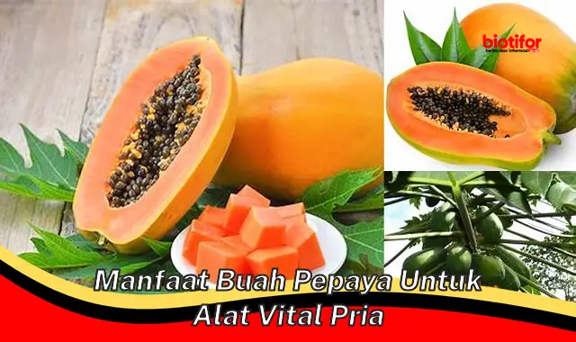 manfaat buah pepaya untuk alat vital pria