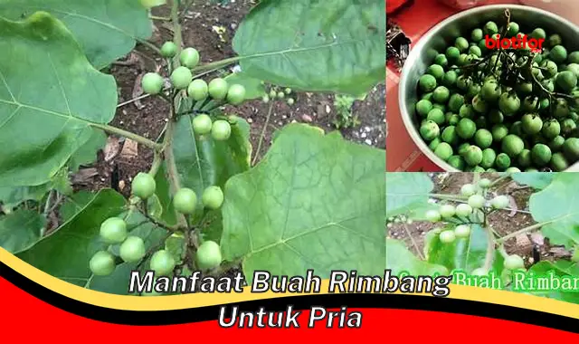 manfaat buah rimbang untuk pria