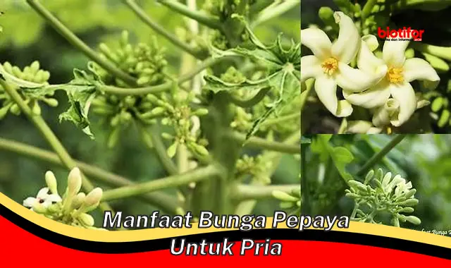 manfaat bunga pepaya untuk pria