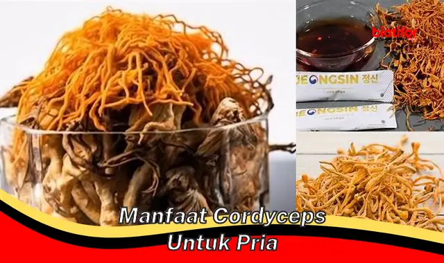 manfaat cordyceps untuk pria