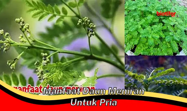 manfaat daun meniran untuk pria