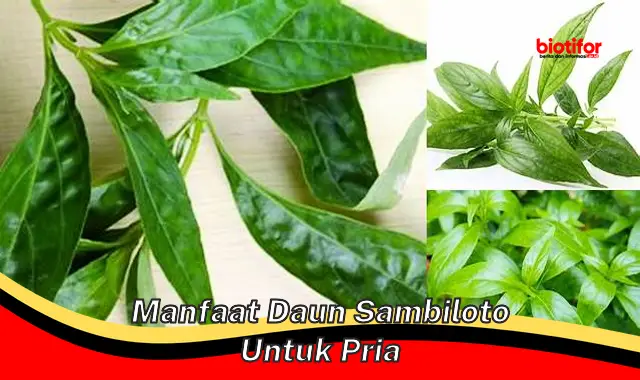 manfaat daun sambiloto untuk pria