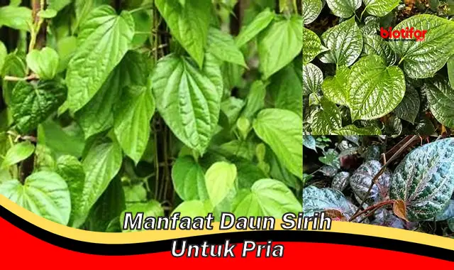 manfaat daun sirih untuk pria