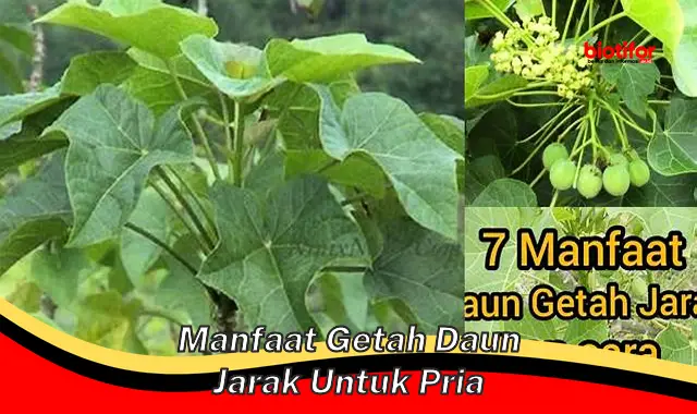 manfaat getah daun jarak untuk pria