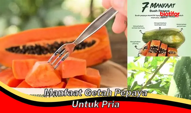 manfaat getah pepaya untuk pria