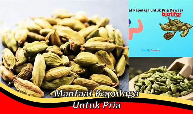 manfaat kapulaga untuk pria