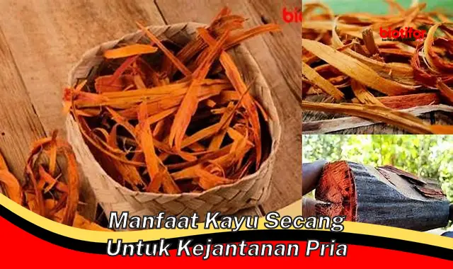 manfaat kayu secang untuk kejantanan pria