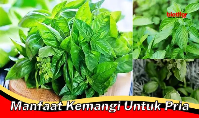 manfaat kemangi untuk pria