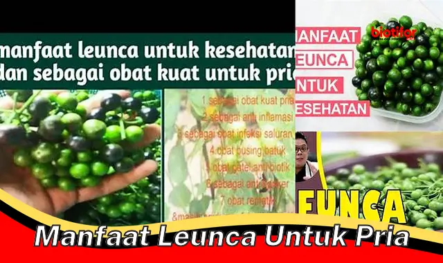 manfaat leunca untuk pria