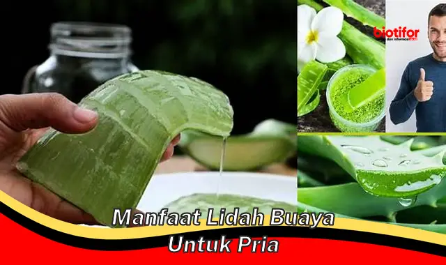 manfaat lidah buaya untuk pria