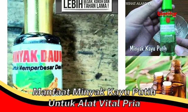 manfaat minyak kayu putih untuk alat vital pria