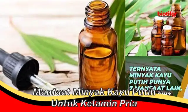 manfaat minyak kayu putih untuk kelamin pria