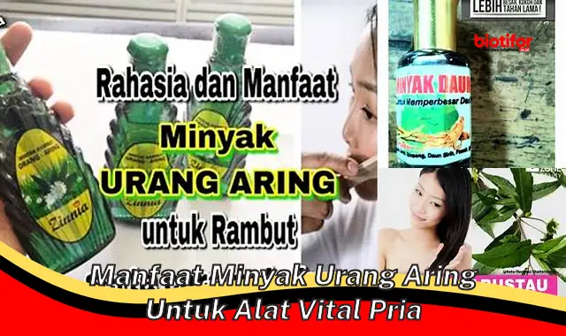 manfaat minyak urang aring untuk alat vital pria