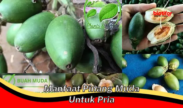 manfaat pinang muda untuk pria