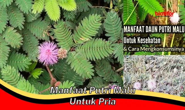 manfaat putri malu untuk pria