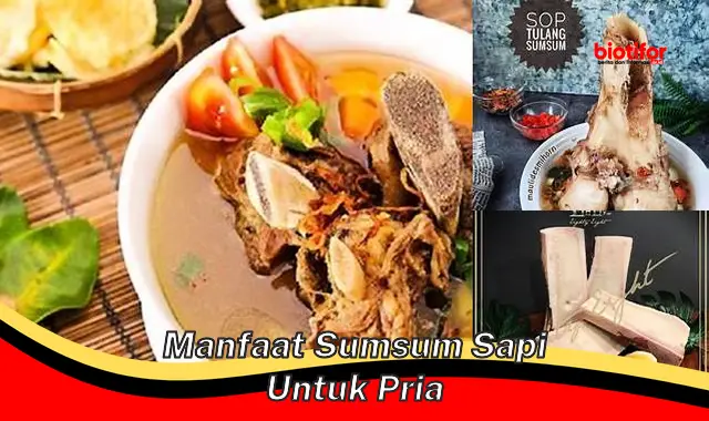 manfaat sumsum sapi untuk pria