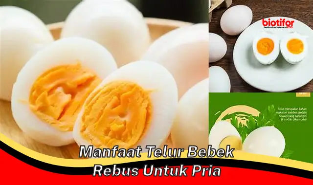 manfaat telur bebek rebus untuk pria