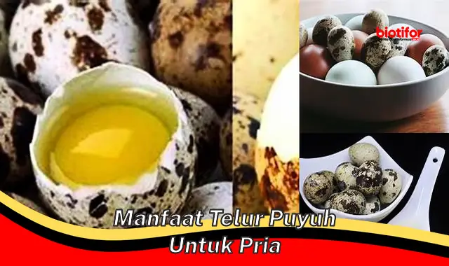 manfaat telur puyuh untuk pria